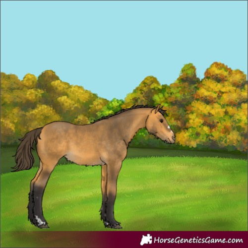 Horse Color:Buckskin Rabicano 