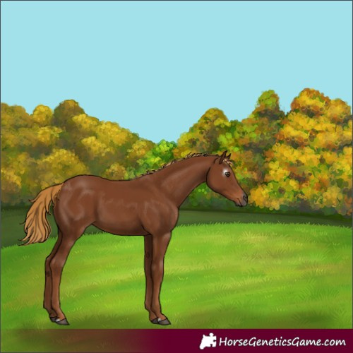 Horse Color:Gray Chestnut 
