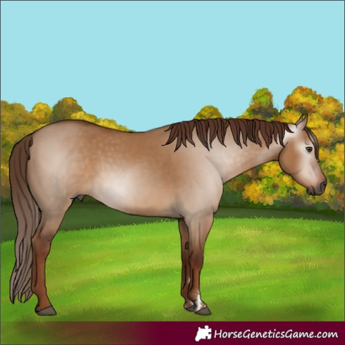 Horse Color:Gray Red Dun 