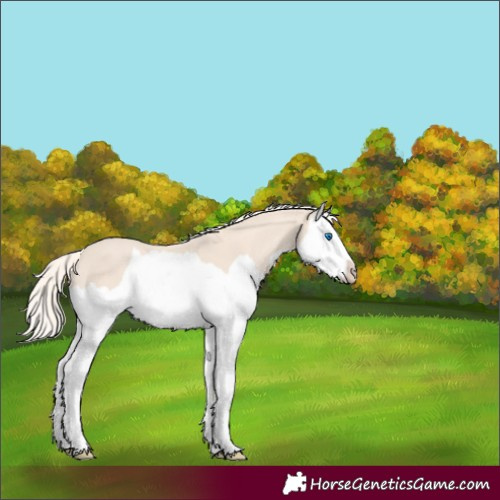 Horse Color:Cremello Splash
