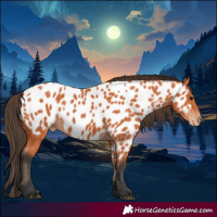 Horse Color:Bay Appaloosa 