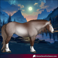 Horse Color:Gray Chestnut 