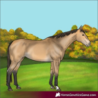 Horse Color:Buckskin 