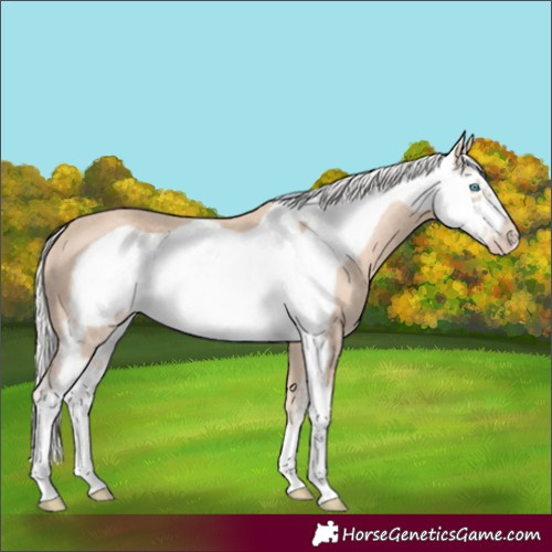 Horse Color:Silver Perlino Sabino Frame 