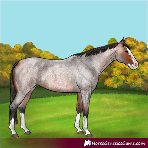 Horse Color:Bay Roan Splash 