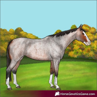 Horse Color:Bay Roan Splash 