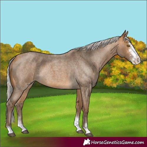 Horse Color:Silver Buckskin Roan Sabino 