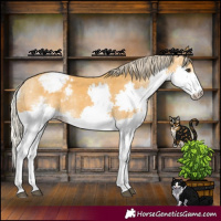 Horse Color:Palomino Splash Appaloosa 
