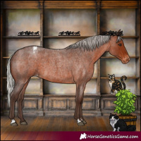 Horse Color:Silver Brown Roan Appaloosa 