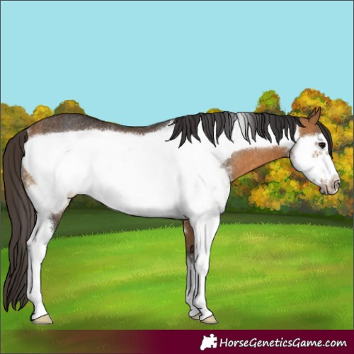 Horse Color:Buckskin Sabino Frame Rabicano 