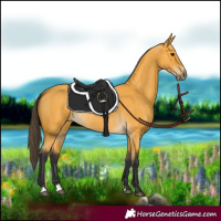 Horse Color:Buckskin 