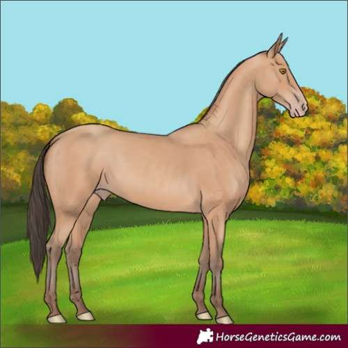 Horse Color:Amber Champagne 