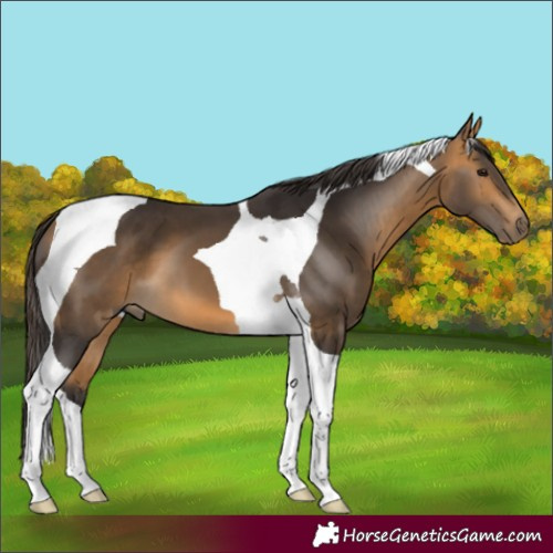 Horse Color:Buckskin Tobiano 