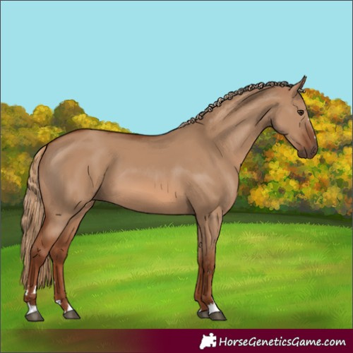 Horse Color:Red Dun 