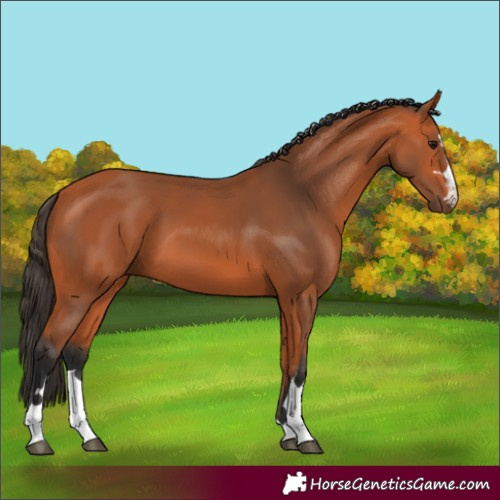 Horse Color:Bay 