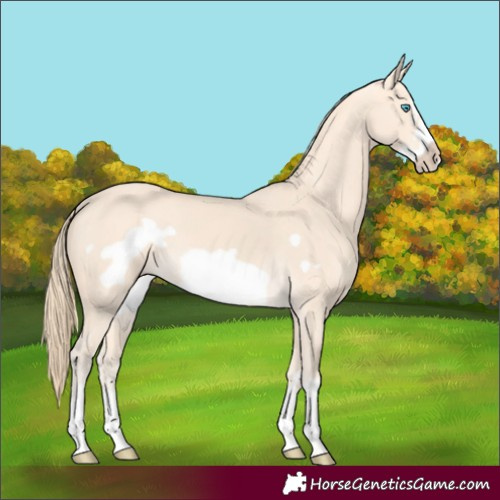 Horse Color:Perlino Frame 