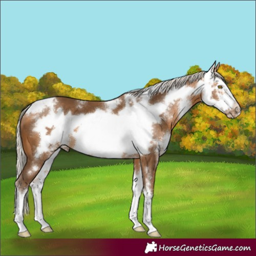 Horse Color:Silver Buckskin Sabino Frame 