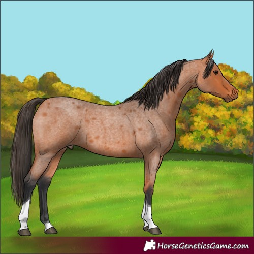 Horse Color:Bay Roan Tobiano 