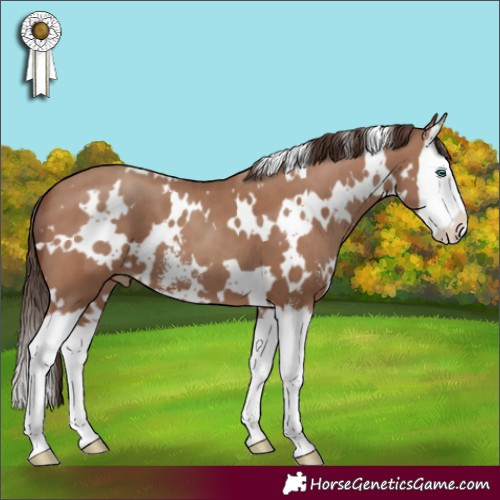 Horse Color:White Spotted Classic Champagne Sabino Splash 