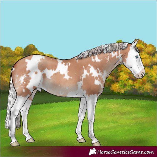 Horse Color:White Spotted Silver Sable Champagne Sabino Splash 