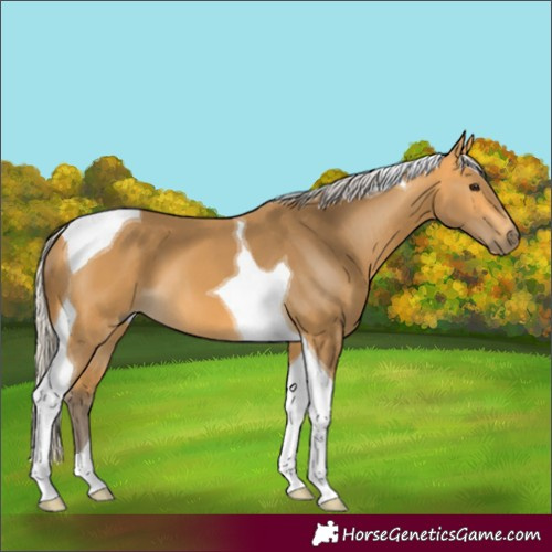 Horse Color:Silver Buckskin Tobiano 