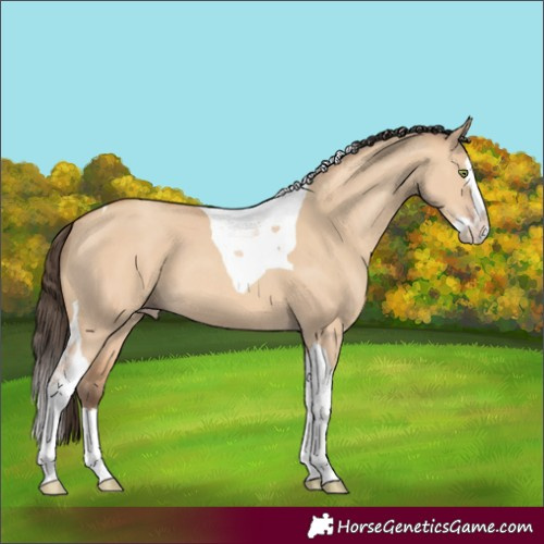 Horse Color:Amber Champagne Dun Splash Tobiano 