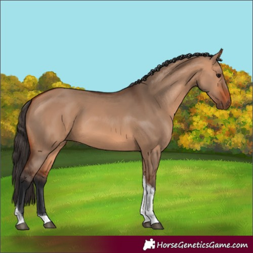 Horse Color:Bay Dun Tobiano 