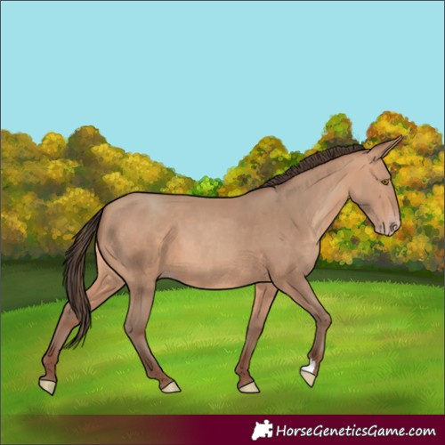 Horse Color:Unknown 