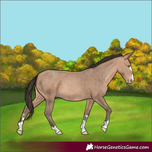 Horse Color:Amber Champagne 