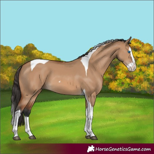 Horse Color:Bay Dun Splash Tobiano 