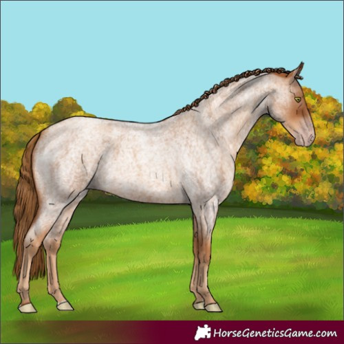 Horse Color:Gray Gold Champagne Roan 