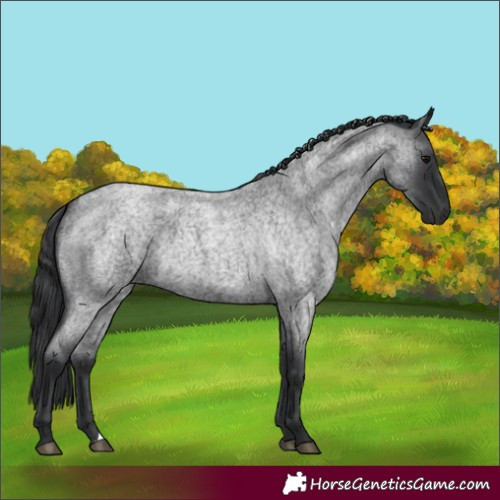 Horse Color:Blue Roan