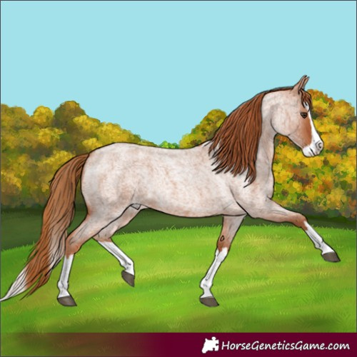 Horse Color:Red Roan Splash Rabicano