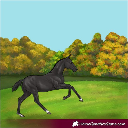 Horse Color:Smoky Black 