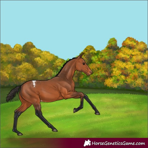 Horse Color:Bay Appaloosa 