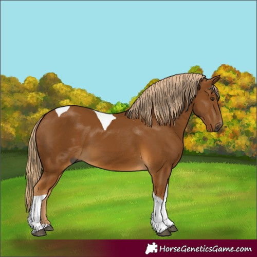 Horse Color:Gray Palomino Tobiano
