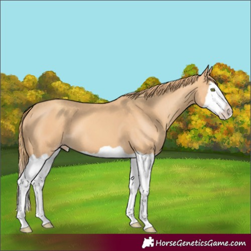 Horse Color:Gold Champagne Splash 