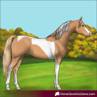 Horse Color:Chestnut Tobiano 