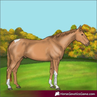Horse Color:Chestnut Tobiano