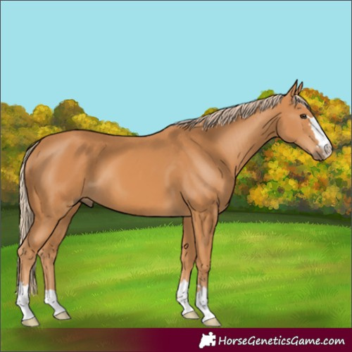 Horse Color:Chestnut 