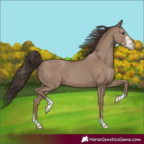 Horse Color:Classic Champagne Sabino 