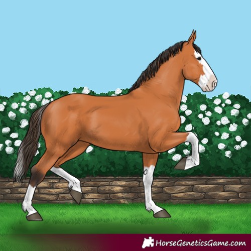 Horse Color:Bay Splash 