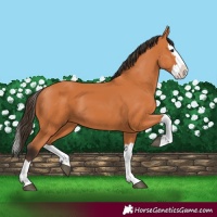 Horse Color:Bay Splash 