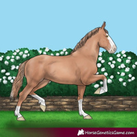 Horse Color:Gold Champagne Splash 