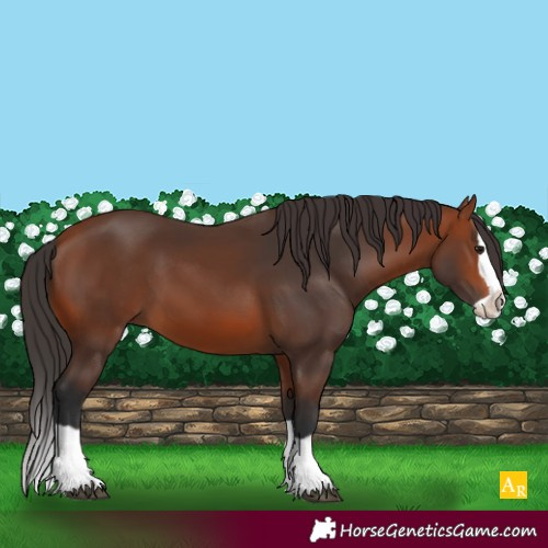 Horse Color:Bay Splash 