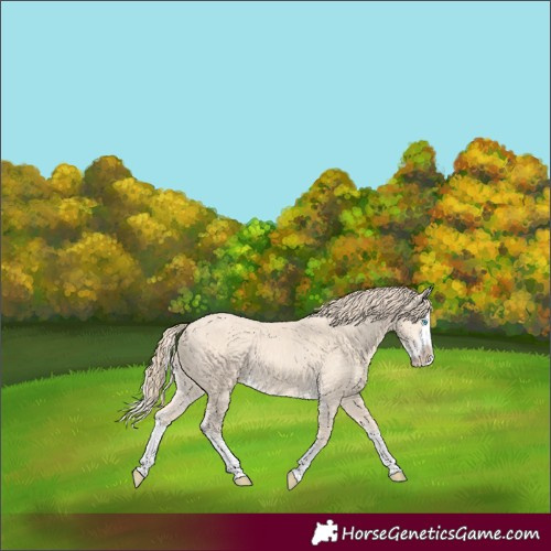 Horse Color:Perlino Splash Rabicano 