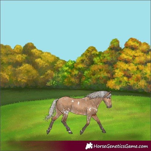 Horse Color:White Spotted Silver Bay Dun Rabicano 