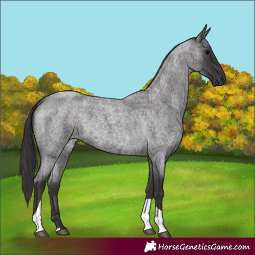 Horse Color:Unknown 