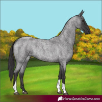 Horse Color:Unknown 