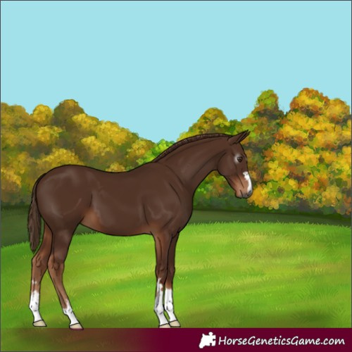Horse Color:Gray Chestnut 